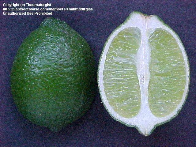 Persian lime  / Shiraz Limoo 